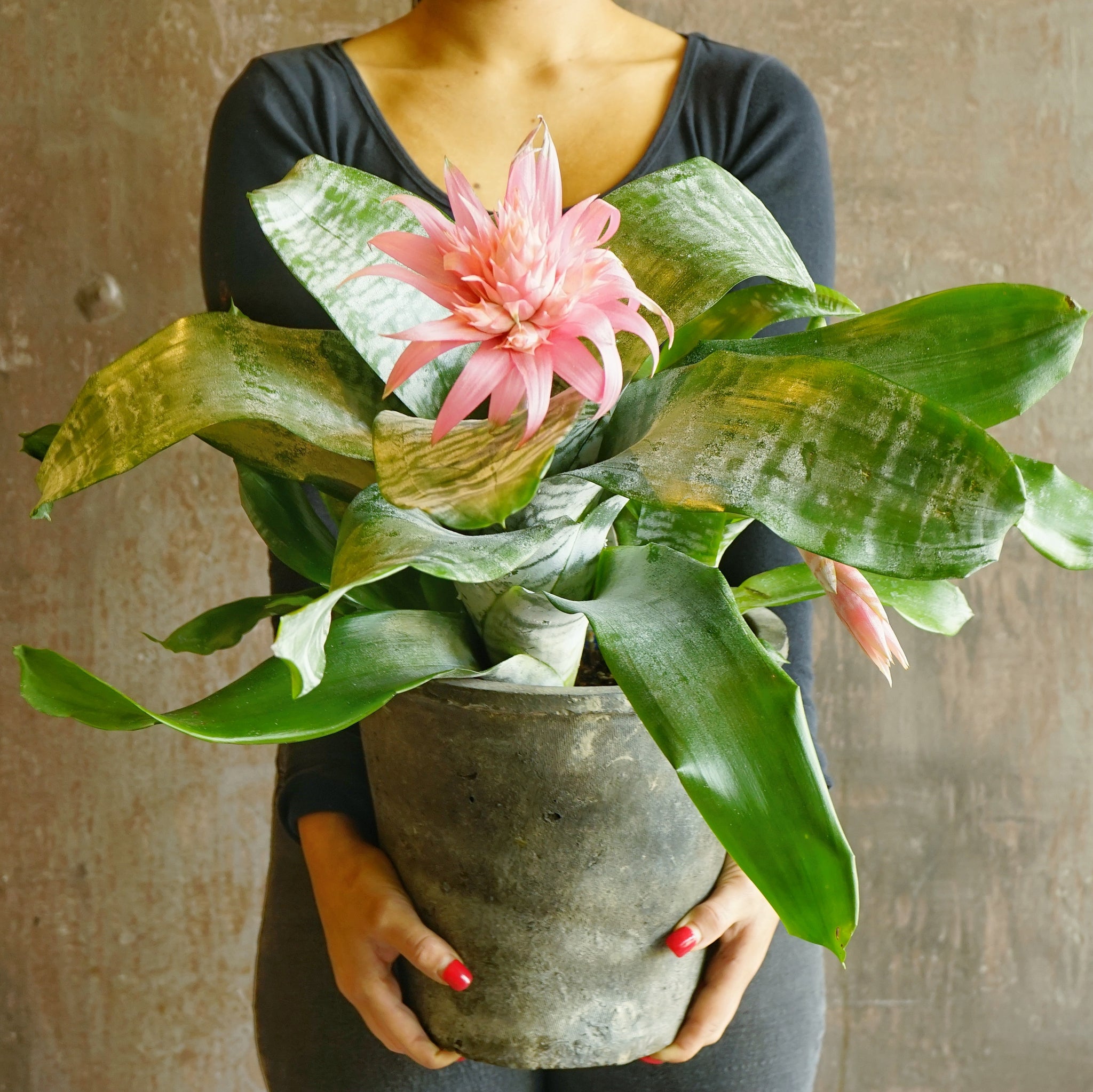 plant delivery sydney