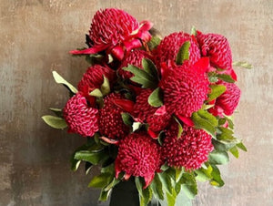 Spring Collection - Waratah time