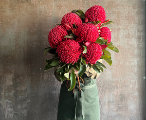 Spring Collection - Waratah time