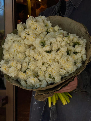 Winter Series - Fragrant Locally Grown jonquils