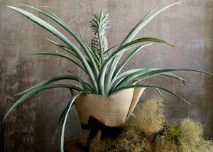 Pineapple plant