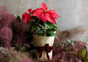 Poinsettia plant