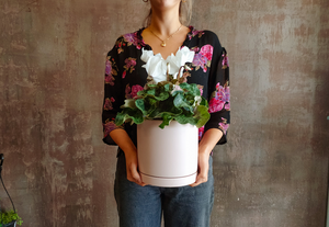 Mother's Day Cyclamen Plant