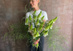 Spring Collection - Ornithogalum