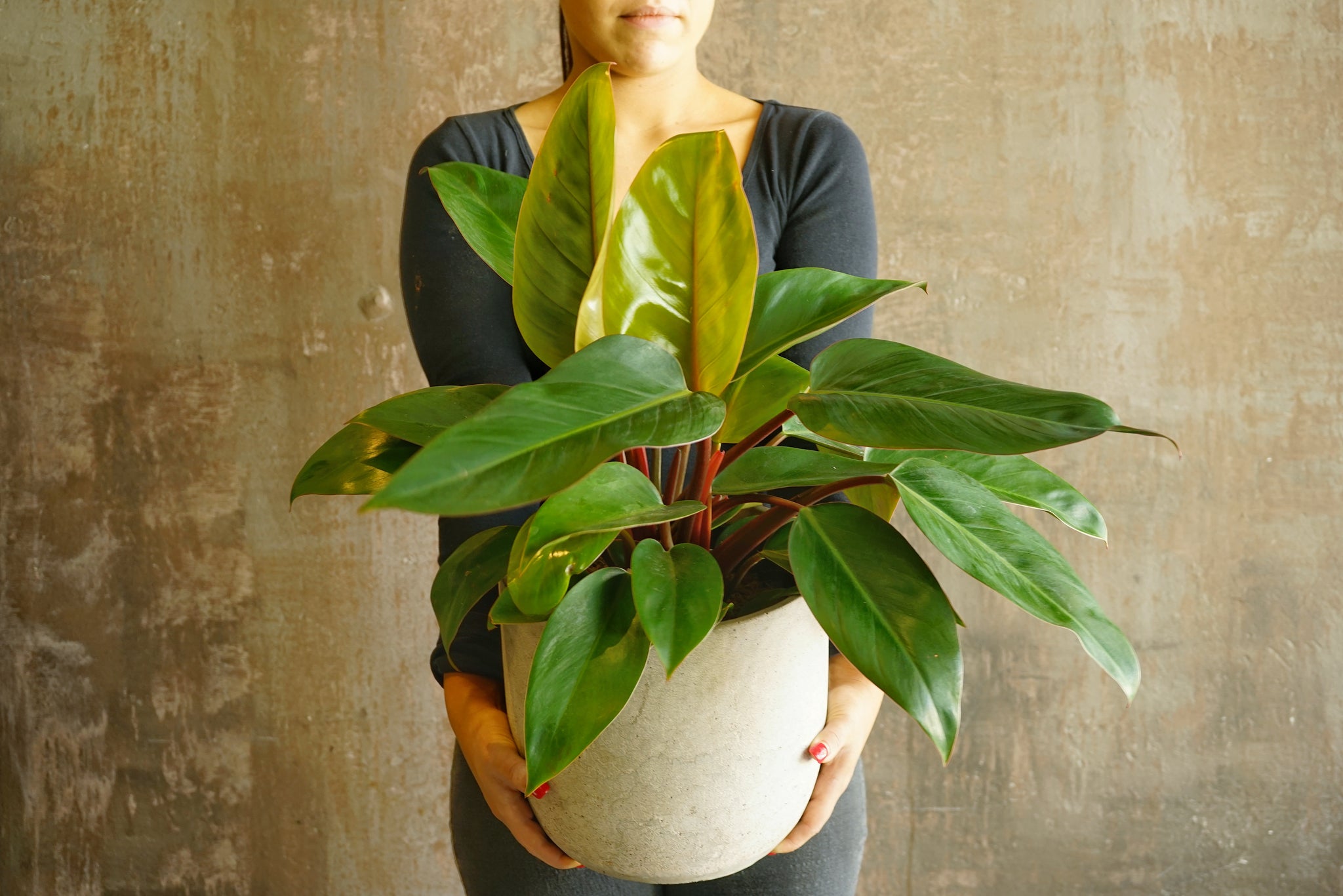 indoor plants sydney Indoor Plants NZ | Shop Premium Houseplants
